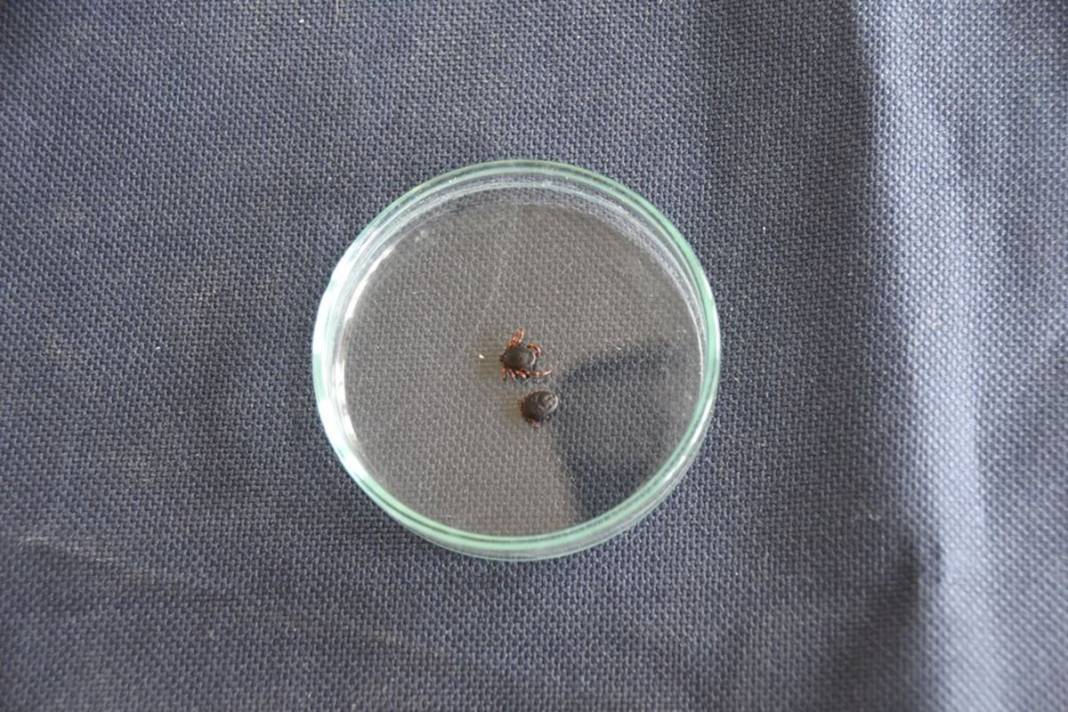 Bu illerde yaşayanlar dikkat: İnsanların gölgesini ve kokusunu algılıyor! Ölümcül olabilir