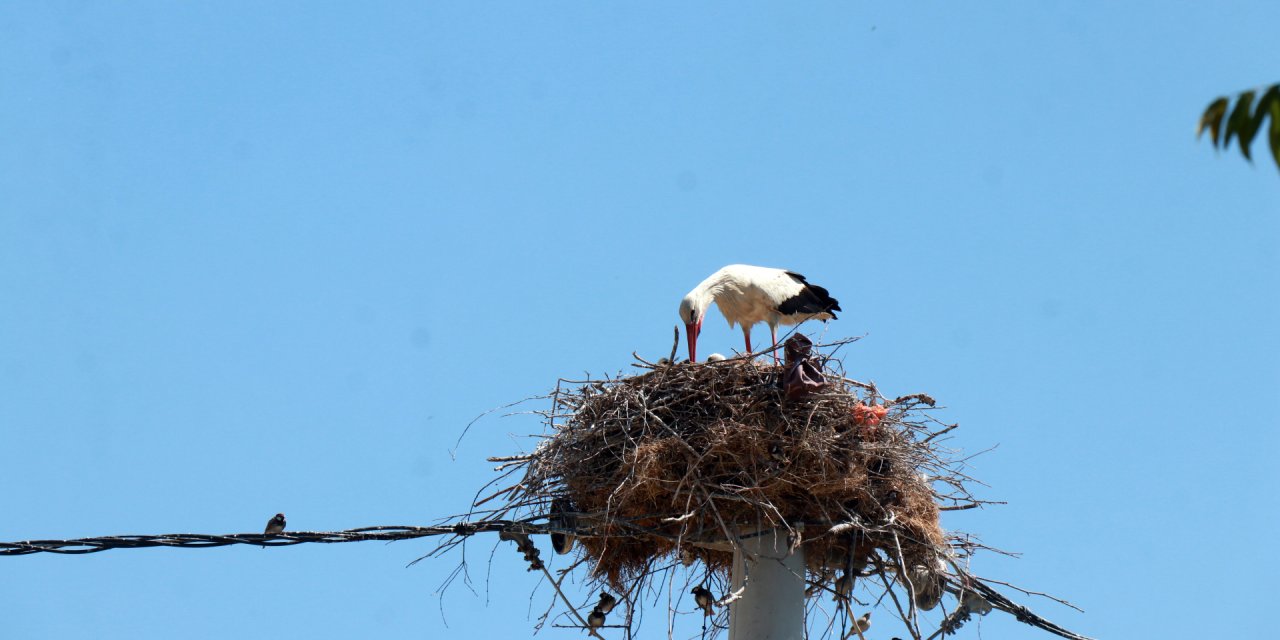 Dişi Leylek Ölünce Yavrulara Erkek Leylek Sahip Çıktı