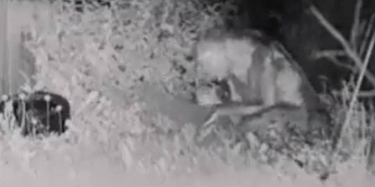 Görüntülerdeki varlığın 'uzaylı' olduğu iddia edilmişti! Merak uyandıran görüntü bakın ne çıktı