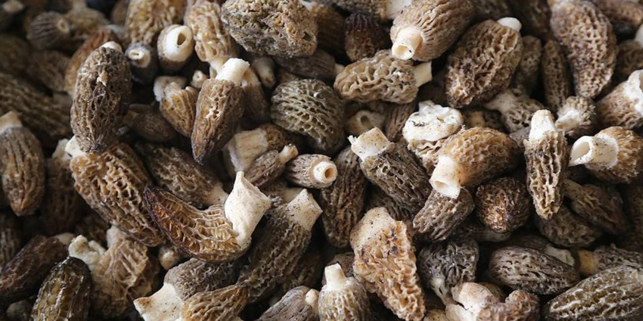 Kuzugöbeği Mantarı Nedir? Faydaları Nelerdir?