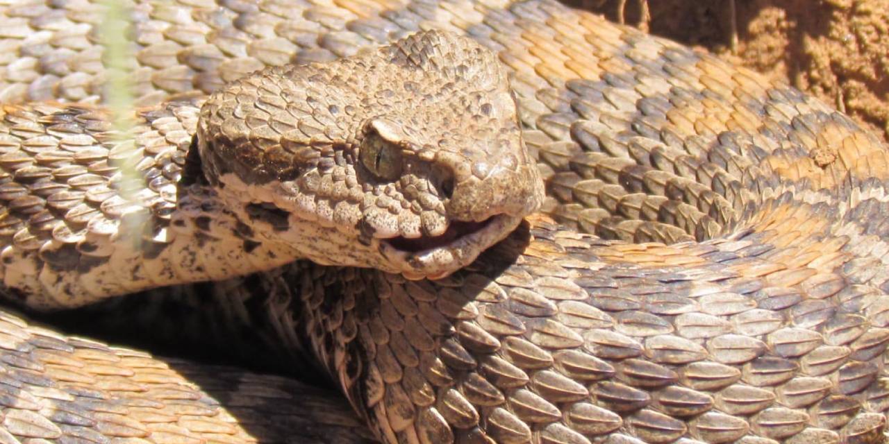 Ağrı'da İlk Kez Görüldü... 1 Saat İçinde Öldürüyor... Wagner Engereği Böyle Görüntülendi