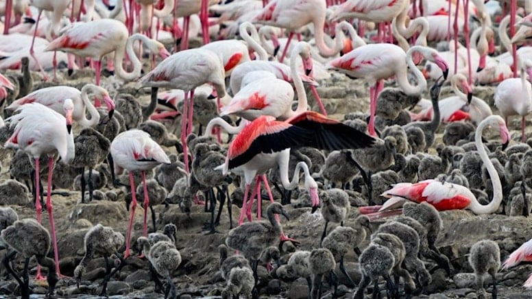 Gediz Deltası’nda binlerce flamingo yumurtadan çıktı