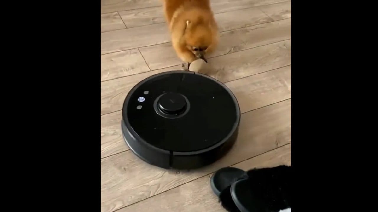 Robot süpürgeye oyuncağını kaptıran köpek böyle çıldırdı