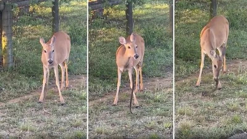 Yılan yiyen geyiğin görüntüleri şoke etti