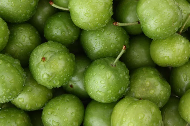 Günde 1 avuç yeşil erik yerseniz ne olur? Bu faydasını daha önce kimse duymadı...