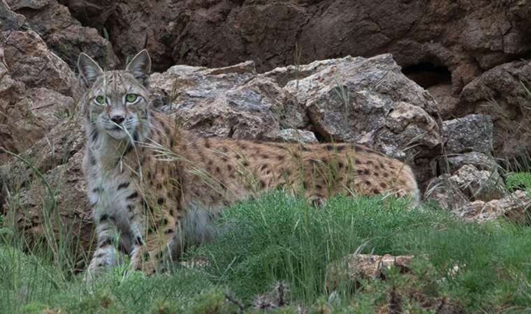 Ormanın Hayaleti Vaşak, Fotokapanla Görüntülendi