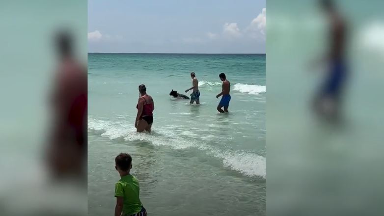 Okyanustan Çıkan Yavru Ayı Plajdakileri Şoke etti