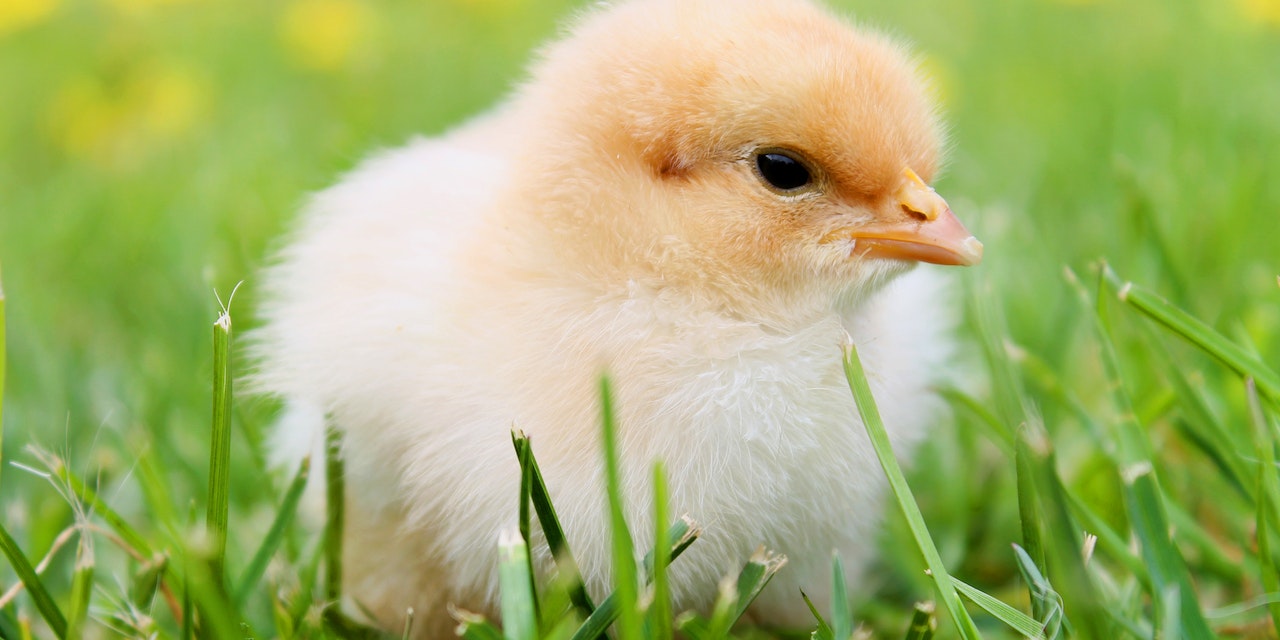 Milyarlarca Erkek Civciv İtlaf Edilmekten Bu Yöntemle Kurtulacak!