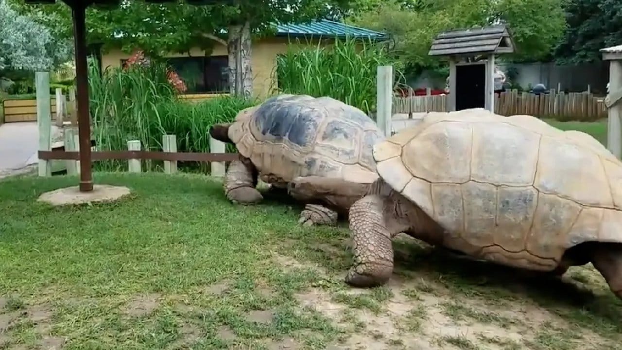 Dev kaplumbağalar öğle yemeğine yetişmek için hız yaparken görüntülendi