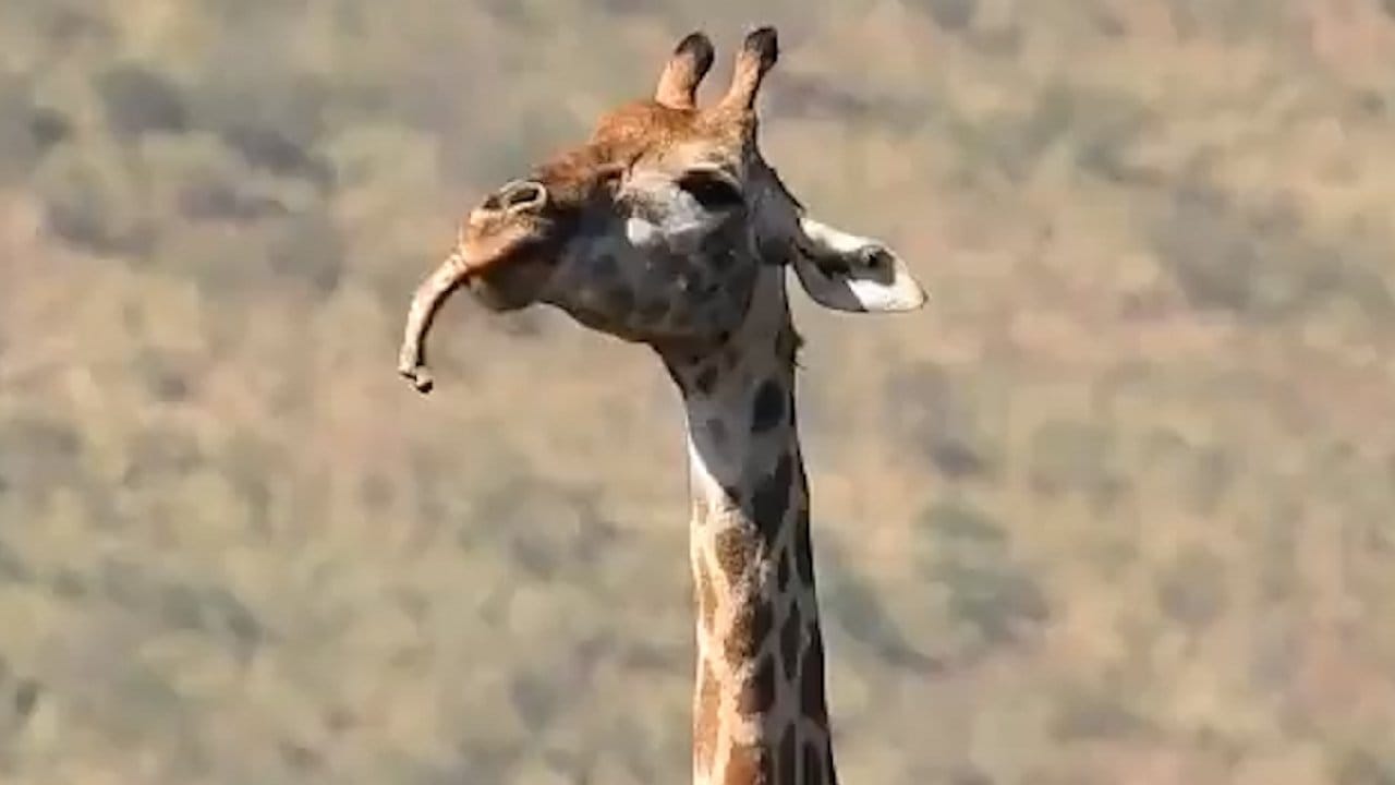 Hayvanlar aleminde neler oluyor! Kemik yiyen zürafa görüntülendi