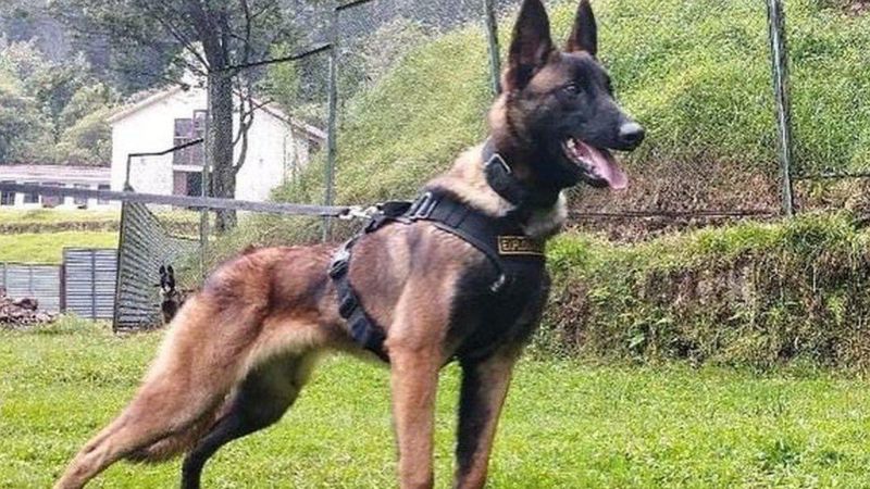 Kolombiya'daki Uçak Kazasından Sağ Kurtulan Çocukların Bulunmasına Yardım Eden Köpek Wilson Kayıp