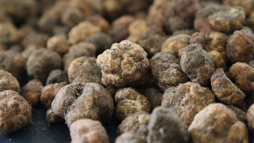 Domalan Mantarını Daha Önce Hiç Yemediyseniz Mutlaka Denemelisiniz! Nasıl Bulunur, Pişirilir?