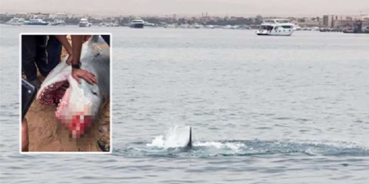 Rus turisti öldüren köpekbalığı mumyalanıyor