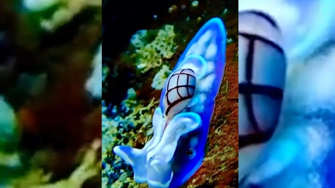 Karşınızda 'Minyatür Melo': Nadir görülüyor