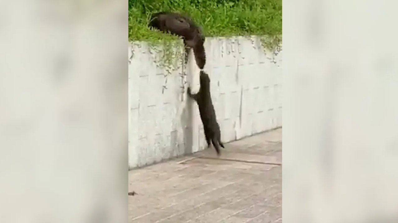 Düz duvara tırmanan samurların yardımlaşması viral oldu