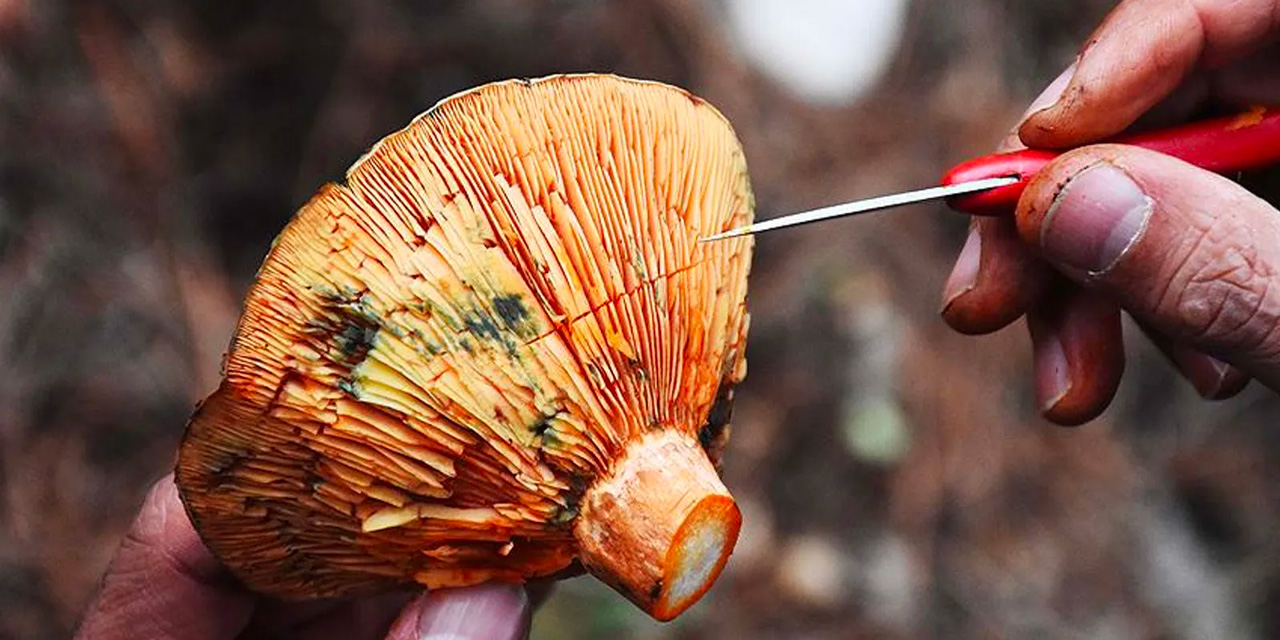 Organ yetmezliğine neden oluyor, ölüme kadar götürüyor: Yerken dikkat edin!