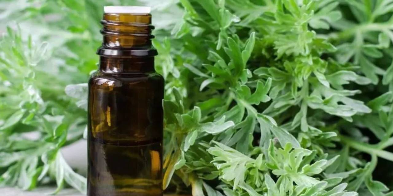 Hamam Otu Yağının Faydaları Nelerdir? Sadece Bu Yağ İle Tüylerinizden Kalıcı Olarak Kurtulacaksınız!