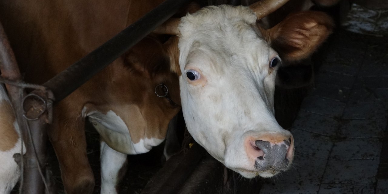 Yayla Göçüne 'Şap' Engeli