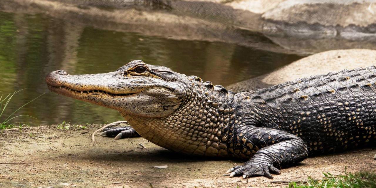 40 timsahı satışa çıkardılar! Nedeni ise...