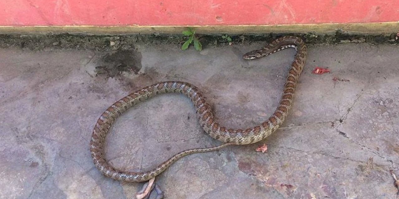 Çocuklarını kurtarmak için zehirli yılanın üstüne atladı!