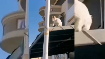 Aşağı atlamak istemeyen kedinin bulduğu yöntem kahkahaya boğdu