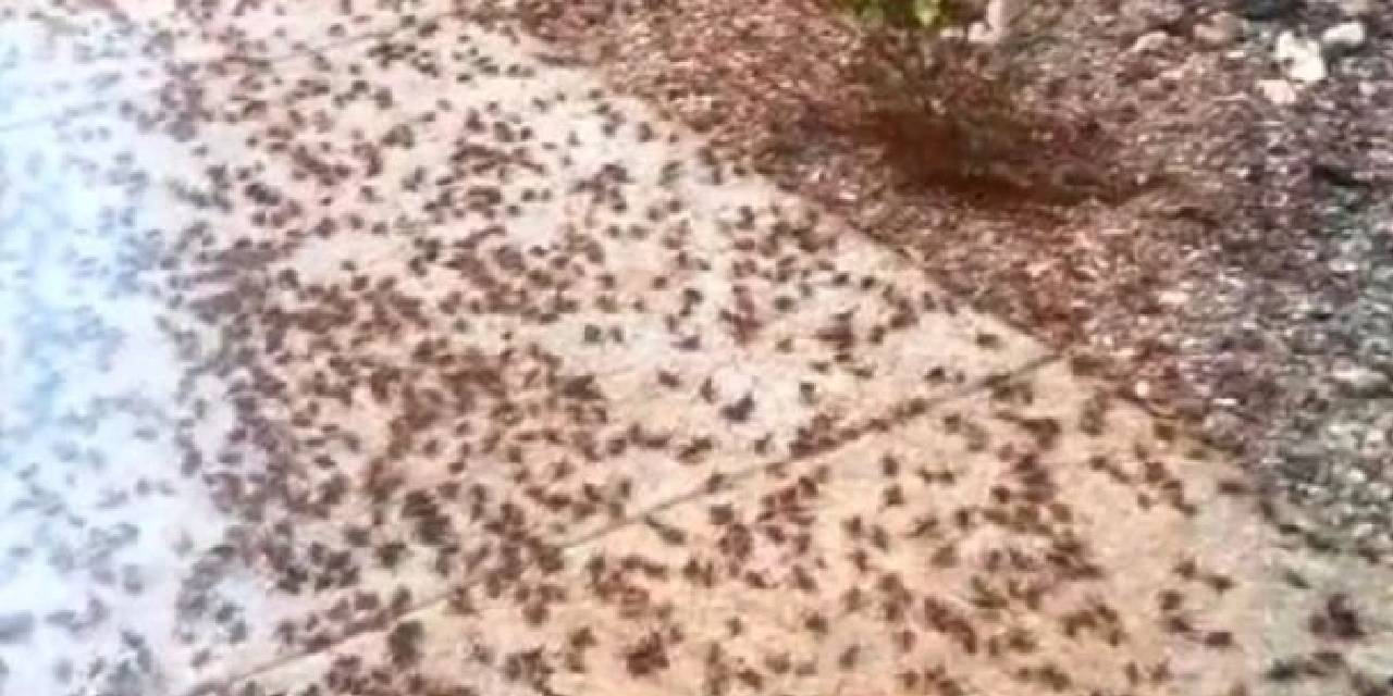 Kötü kokular salıyorlar... Dünya'nın en büyük yamyam istilası başladı! Pes eden arkadaşlarını bırakmayıp kıtır kıtır yiyorlar