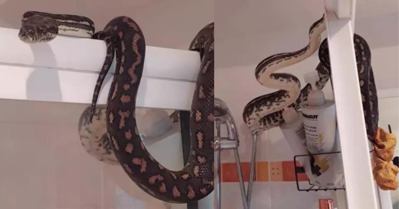 Tuvalete girdiğinde şok oldu! Tam 22 kiloluk yılan başının üzerinde sallandı