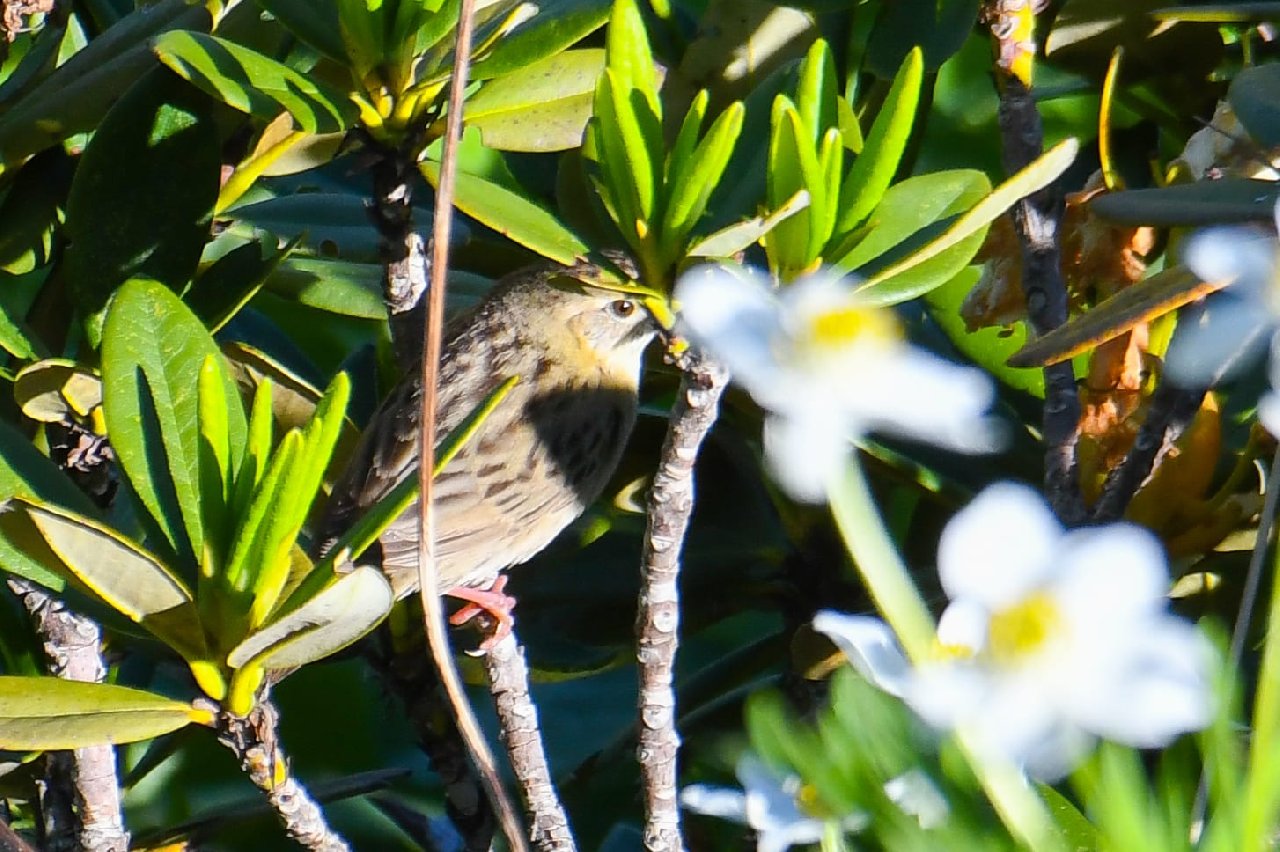 ‘Dağ horozu’ Gözleminde ‘Çekirge Kamışçını’ Türkiye’de İlk Kez Objektiflere Yakalandı