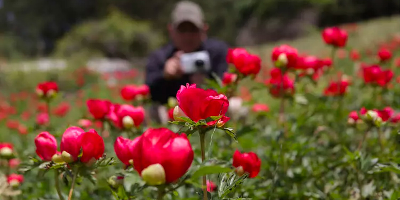 Aman dikkat! O çiçeği koparanlar yandı... Cezası dudak uçuklattı