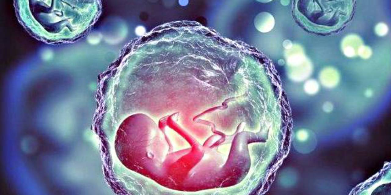 Bilim İnsanları Bu Kez de Kalp Atışı Olan, Yapay İnsan Embriyosu Üretti