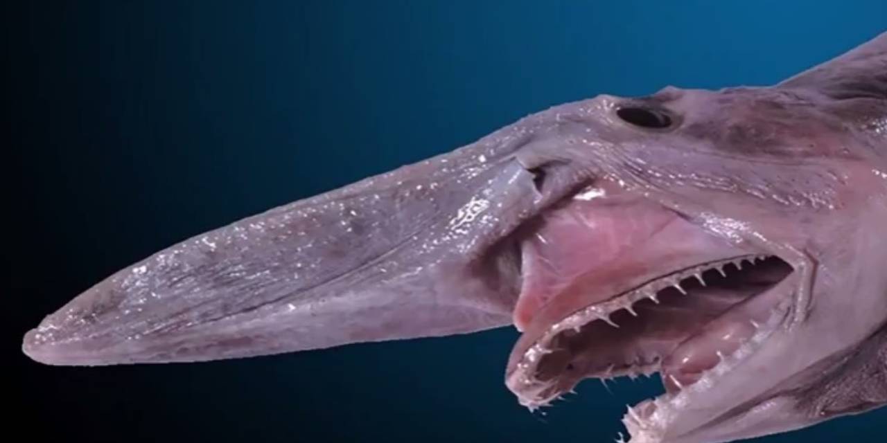 'Tarih öncesi tür' çok nadir görülüyor! 800 kg'lik 'goblin' ağlara takıldı