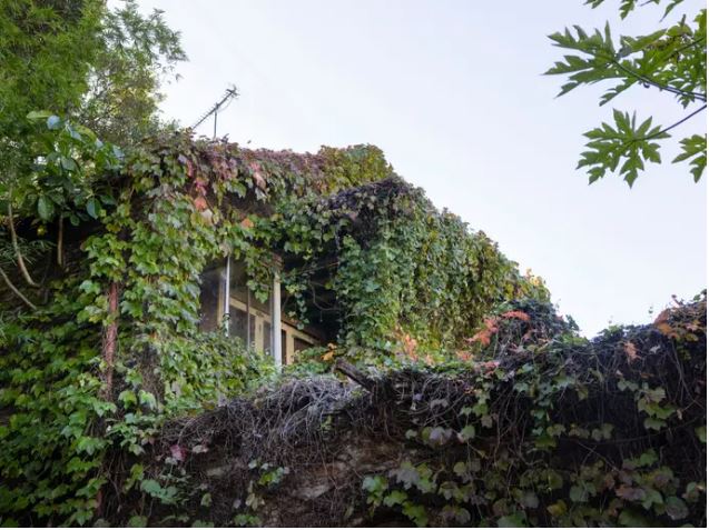 Sarmaşıklarla Kaplanmış Metruk Evin Fiyatı Dudak Uçuklattı... Her Yeri Dökülüyor Ama Artırmaya Çıkmadan Kapışıldı!