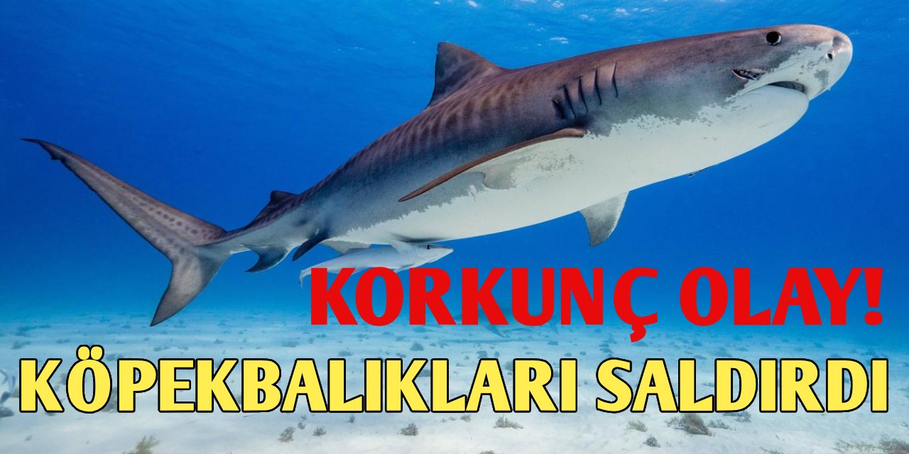 Netflix Ekibine Köpekbalıkları Saldırdı