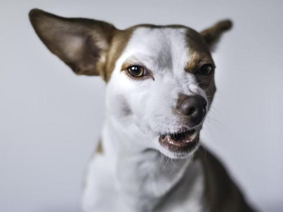 Sıcak Havanın Köpeklerdeki Şaşırtan Etkisi