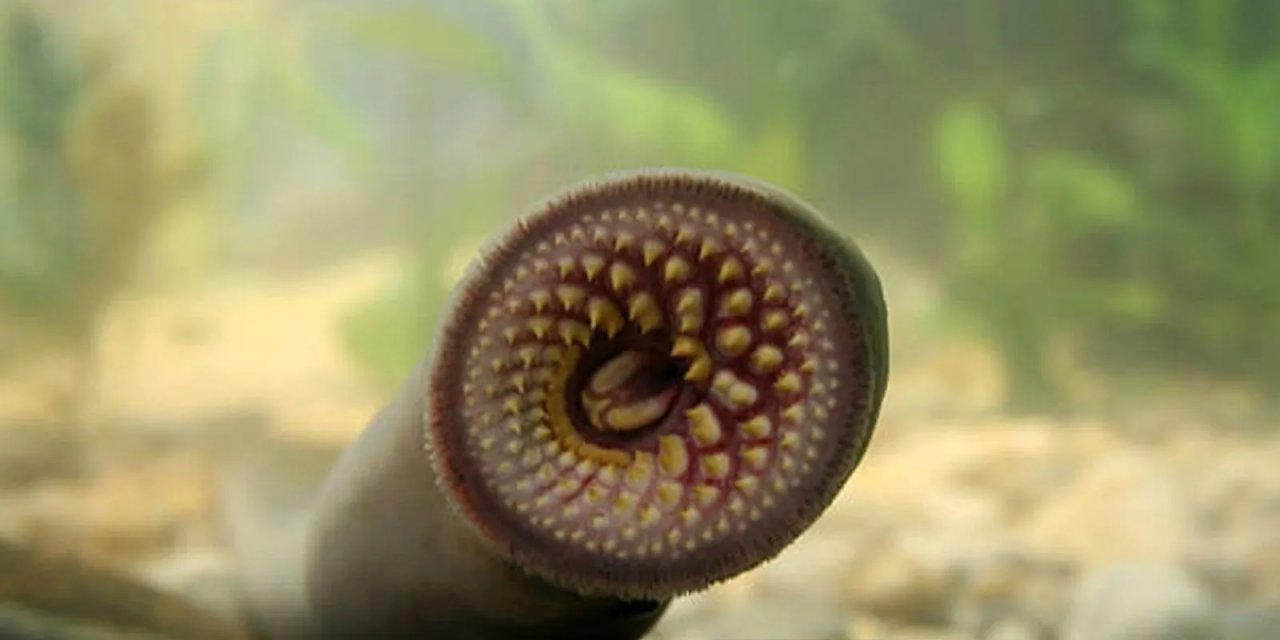 Bölge halkı tedirgin! 'Kan emici vampir' olarak anılıyor... 6 yıl sonra yeniden görüldü!