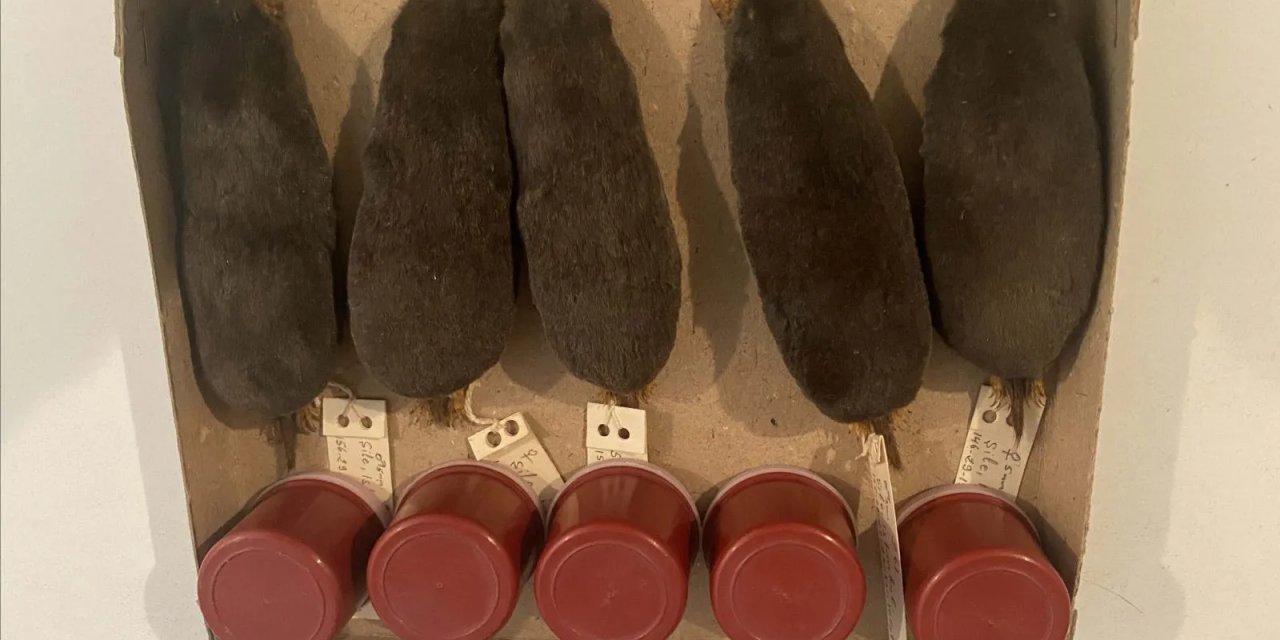 Türkiye'de tespit edildi! Batı Karadeniz'de yayılıyor...