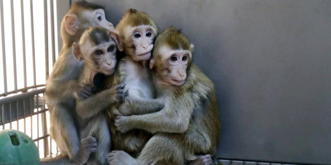 Sadistliğin Bu Kadarı! Maymunlara İşkence Edip Görüntüleri Satıyorlarmış