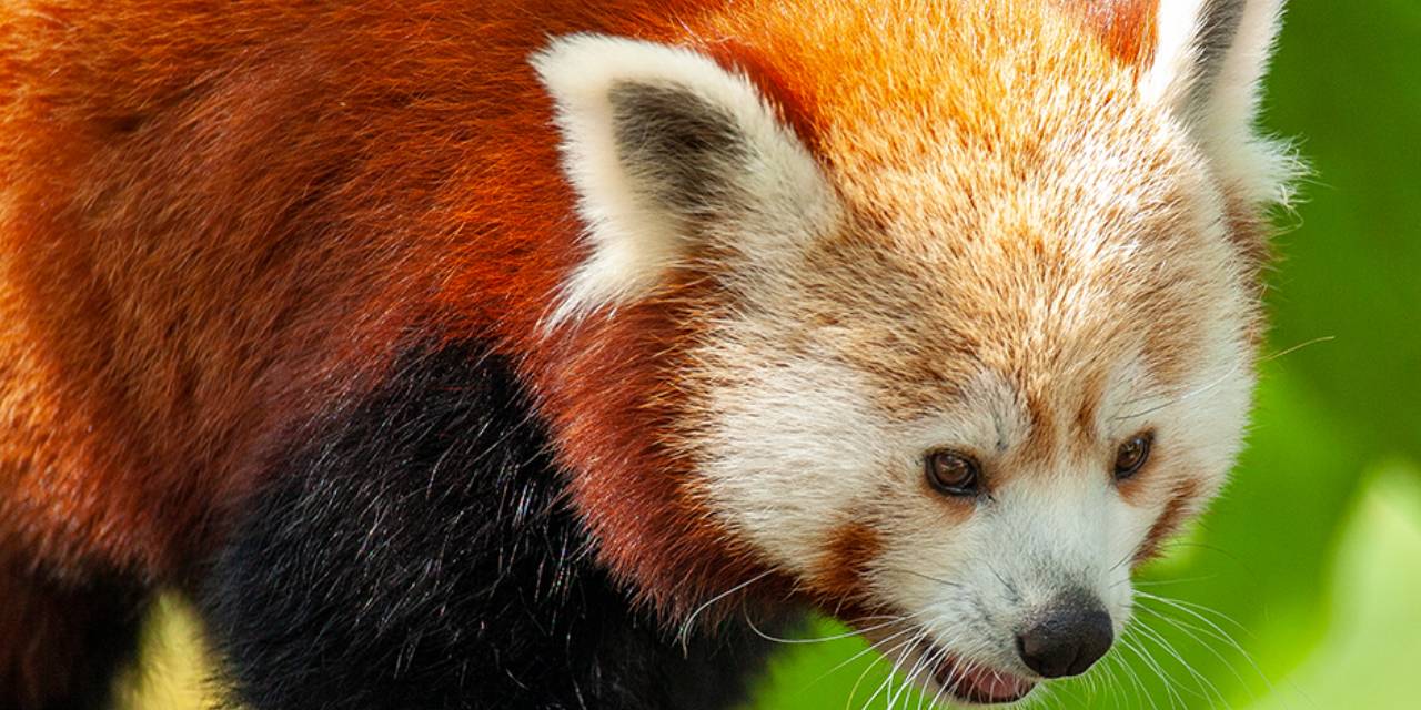 Partnerinden sıkıldı, yalnız kalmak için kafesinden kaçtı! Bunu ilk kez yapmamış