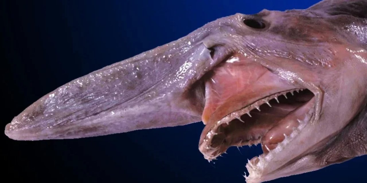 'Tarih öncesi tür' Asya sularında bulundu: Tam 800 kilogram ağırlığında