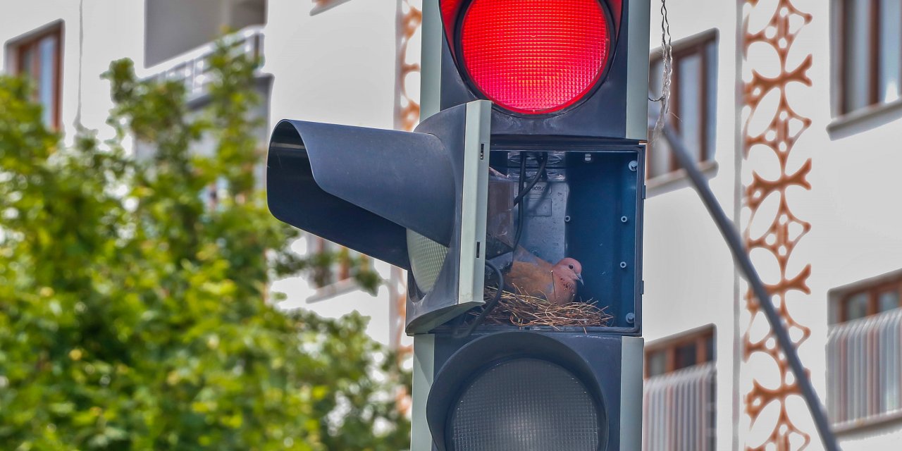 Kapağı Açık Bırakılan Trafik Işığına Yuva Yaptı