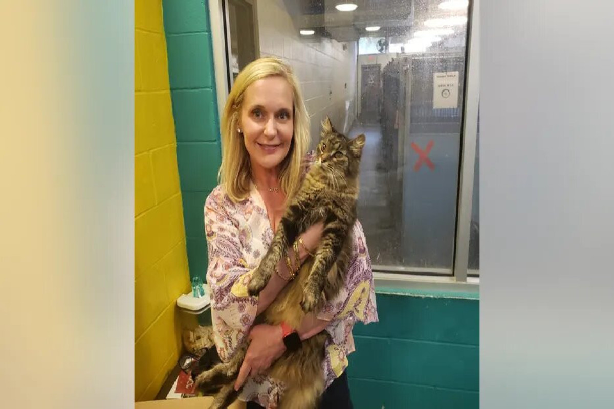 Kayıp kedi 11 yıl sonra sahiplerine kavuştu