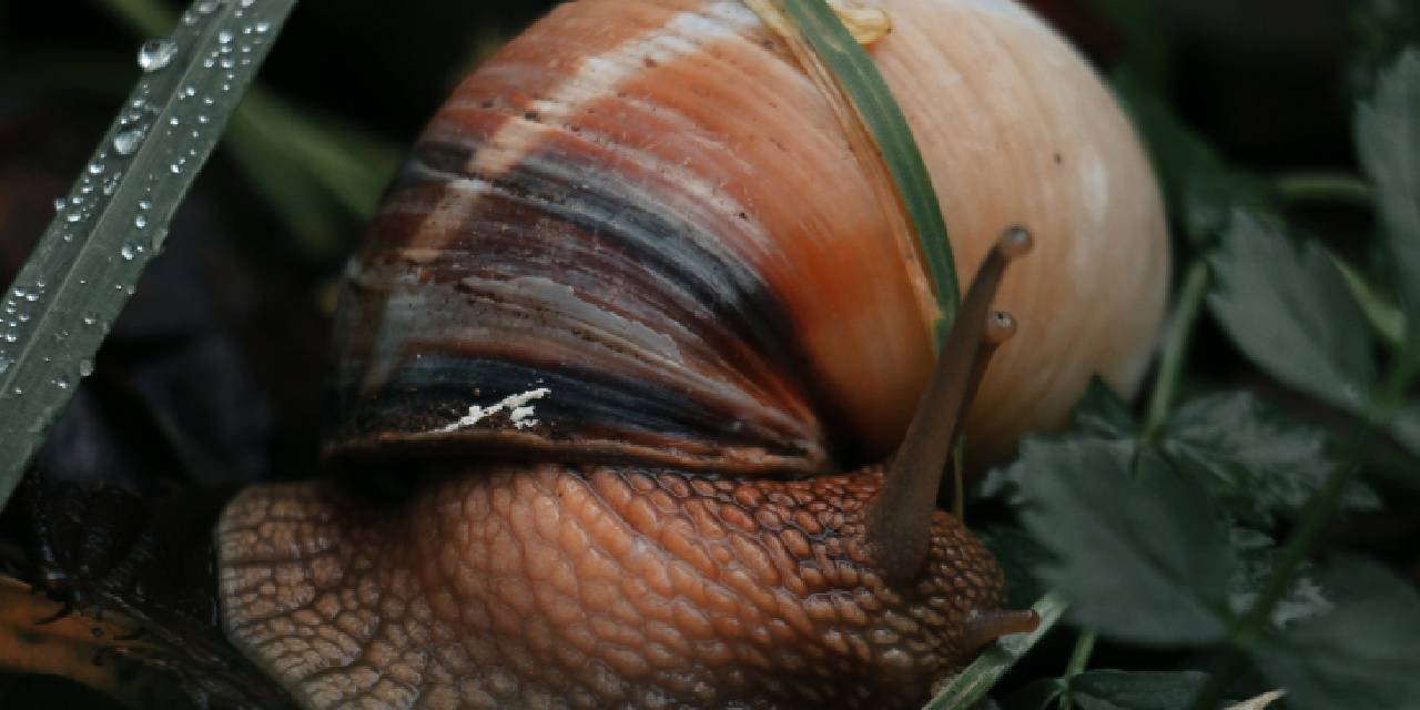 En Tehlikeli Tür! Dev Afrika Salyangozu Mahalleleri İstila Etti... Karantina Kararı!