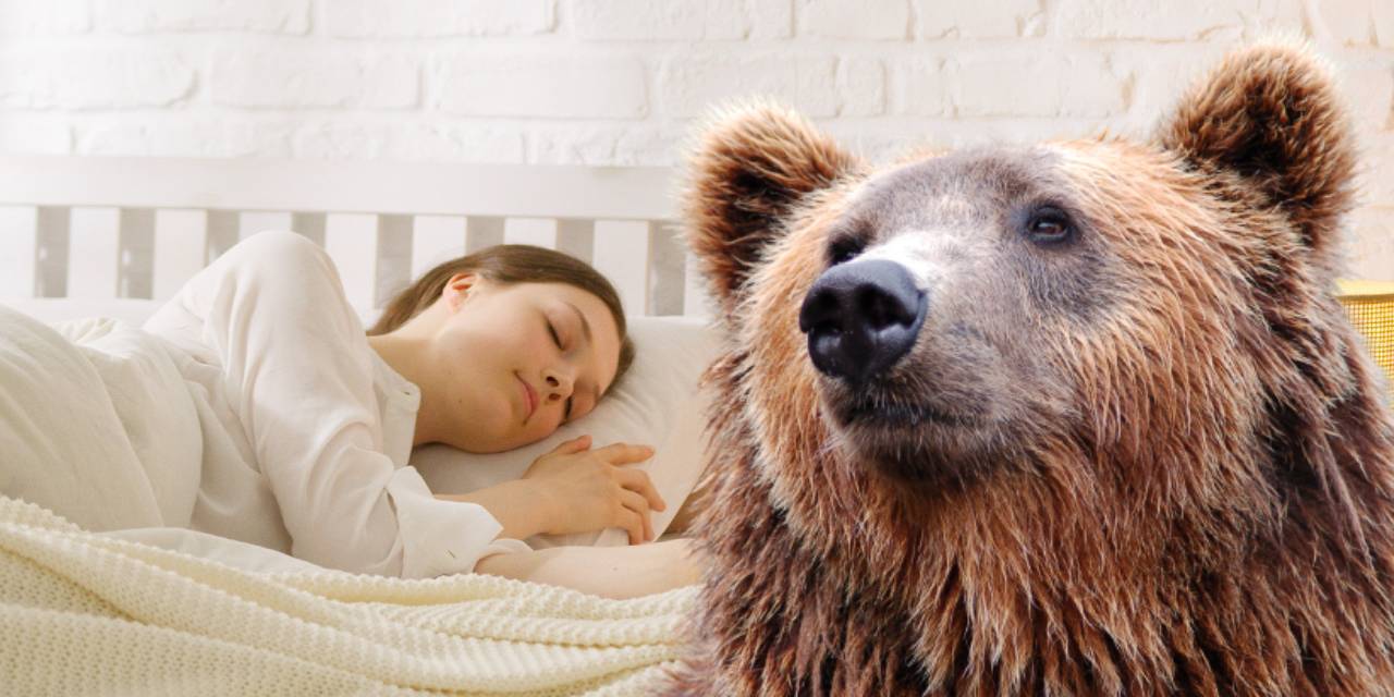 Rüyada Ayı Görmek Ne Anlama Gelir?