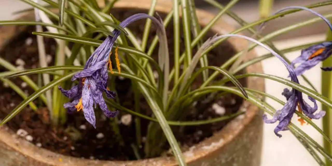 Solmuş bitkileri evinizdeki tek malzemeyle canlandırın! Göreceksiniz kısa sürede çiçek açacak