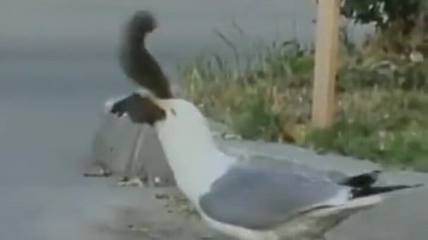 Görenlerin inanamadığı anlar; martı sincabı böyle yuttu!