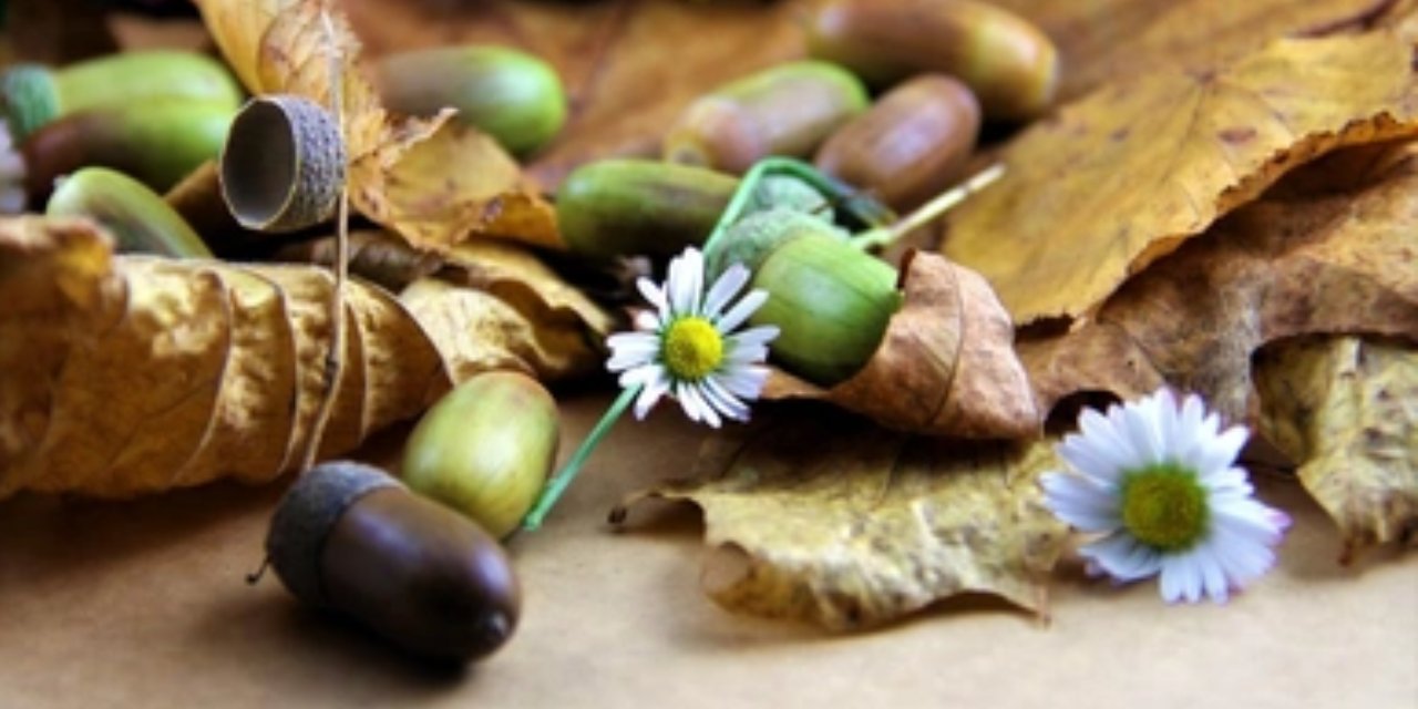 İbn-i Sina'nın yüz yıllık gizli reçetesi ortaya çıktı: "Ölümsüzlük bitkisi" olarak geçen bitkinin tüm sırları açıklandı...