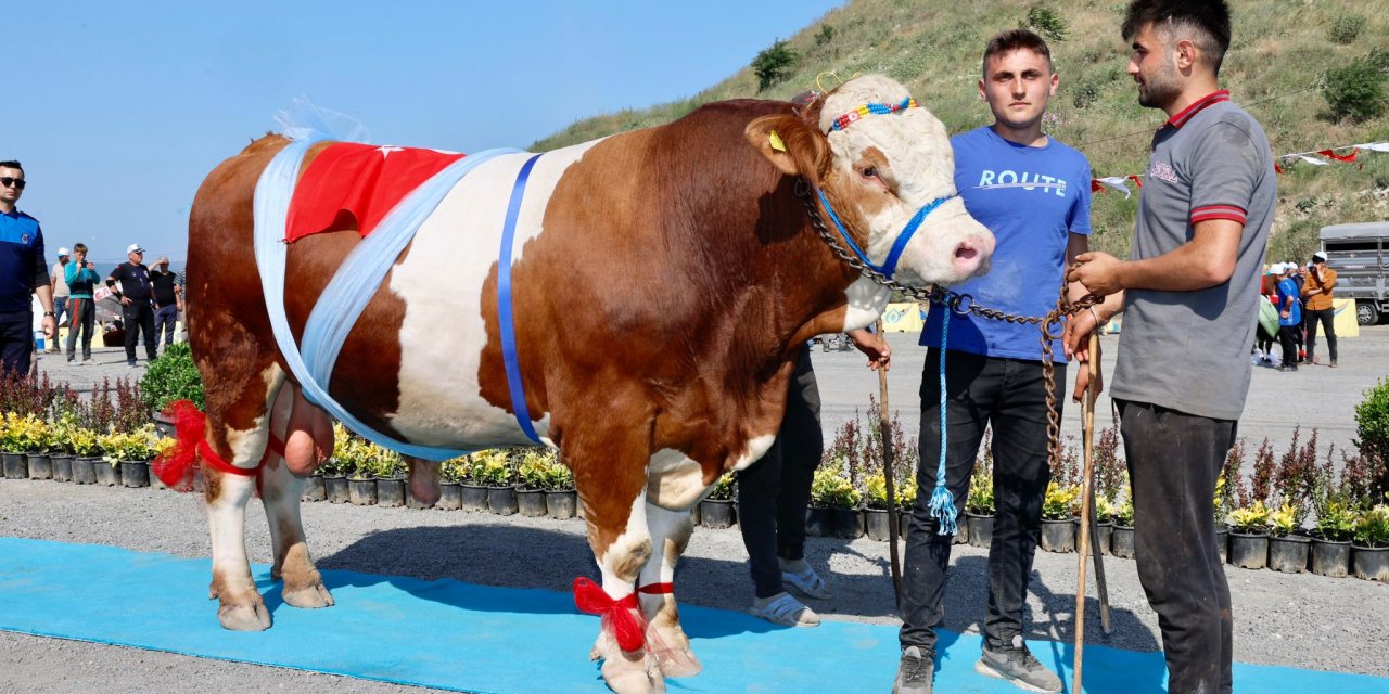 Kurbanlıklar Güzellik Yarışmasına Katıldı