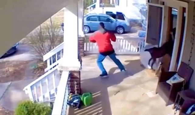 Kargo görevlisini hırsız sanan köpek ortalığı yıka yıka böyle geldi!