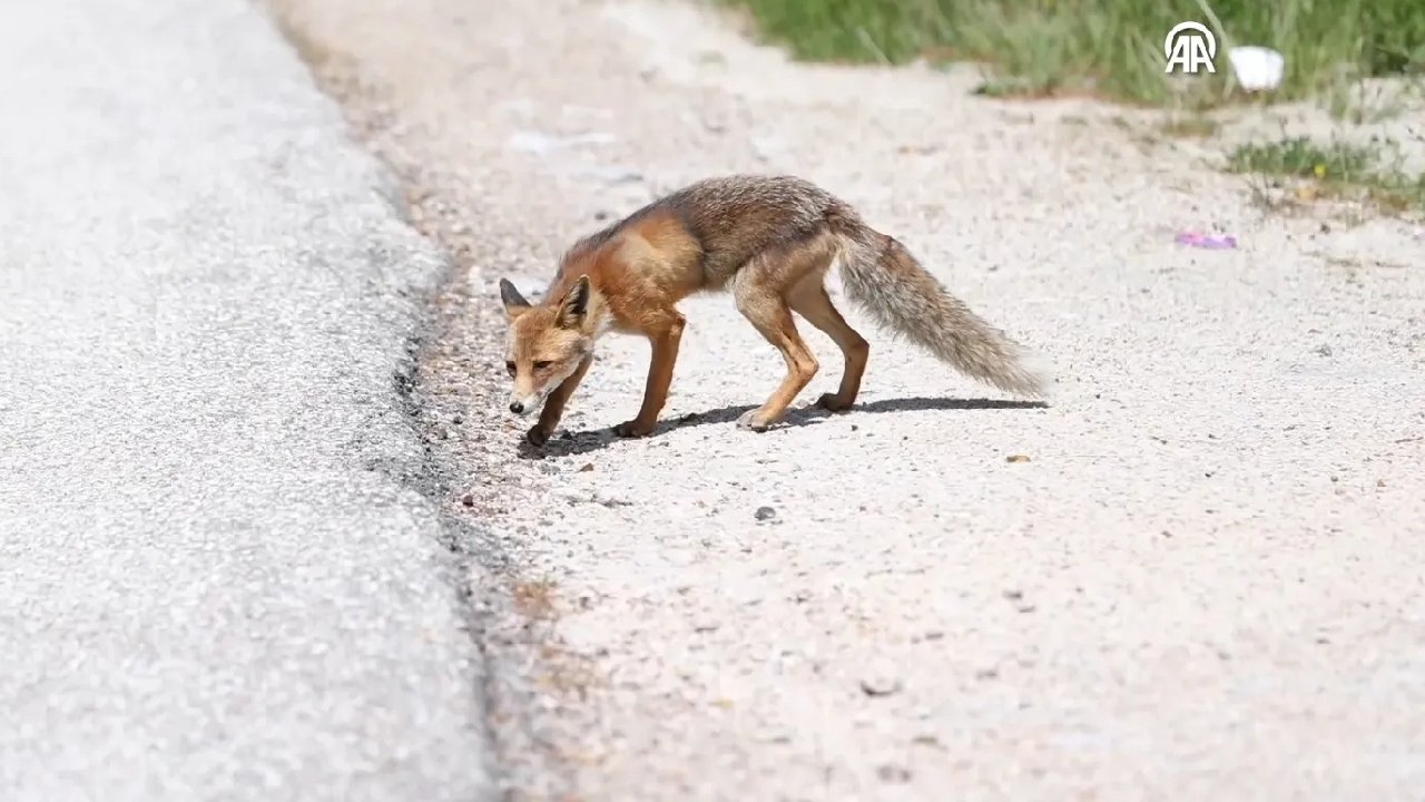 Karnını böyle doyurdu... Yol kenarındaki tilki yavrusunu ziyaretçiler besliyor