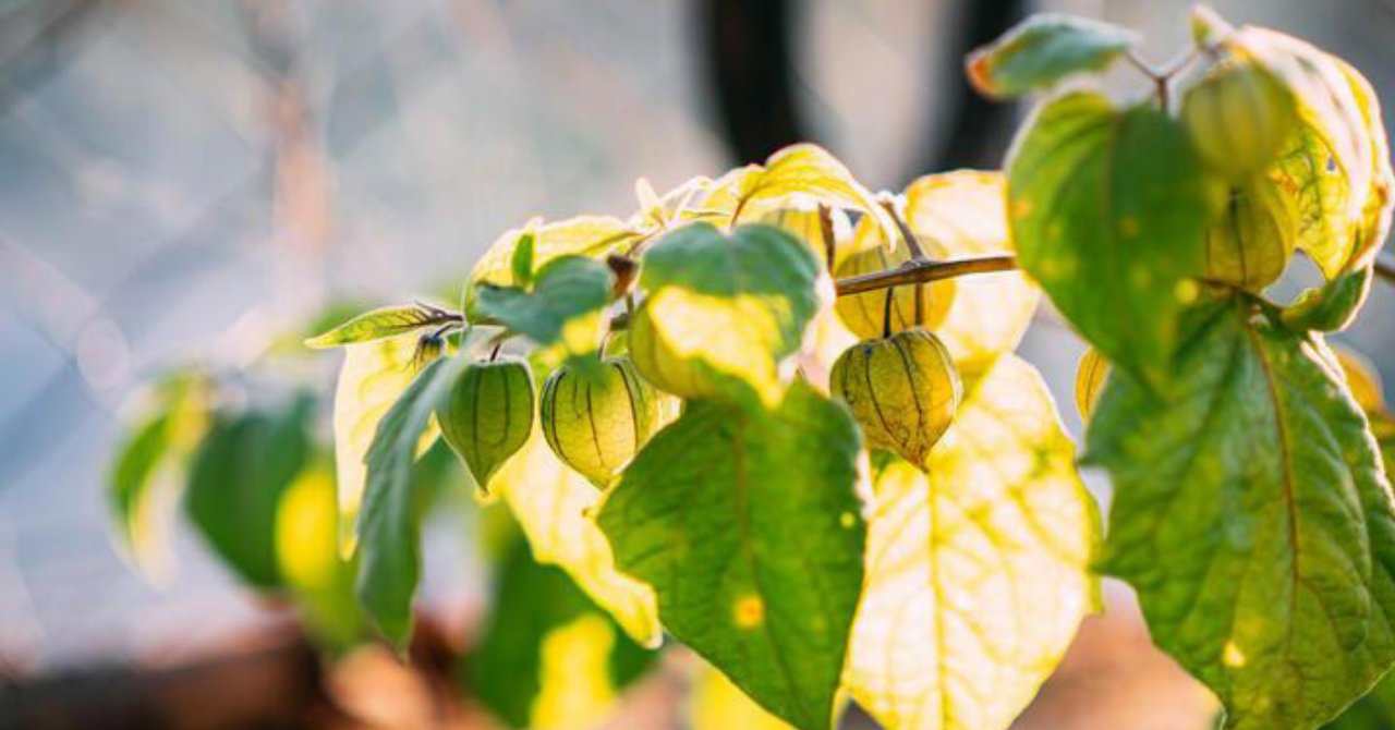 Bir avucu bile tığ gibi yapıyor! Deneyenler 1 haftada etkisini görüyor